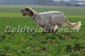 Setter Anglais CAPO DU VAL DU RUTH Setter Anglais CAPO DU VAL DU RUTH